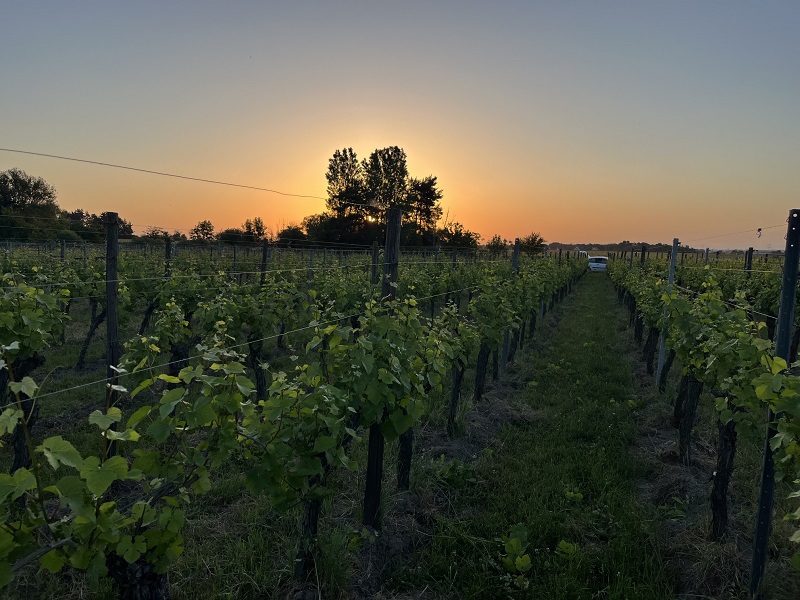 Lever de soleil derrière un arbre sur les vignes du Domaine Schaeffer-Woerly en Alsace lors des travaux de juin.