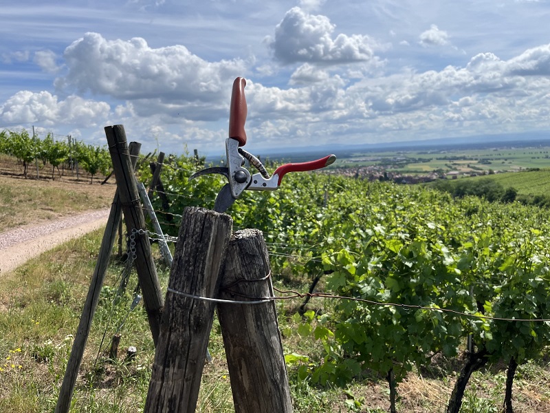 Sécateur de vigneron planté dans un piquet de tête en bois d'un rang de vigne palissée au Domaine Schaeffer-Woerly en Alsace.