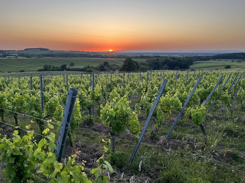 Sonnenaufgang über den Bio-Weinbergen der Domaine Schaeffer-Woerly im Elsass, mit der Silhouette des Schwarzwalds im Hintergrund.