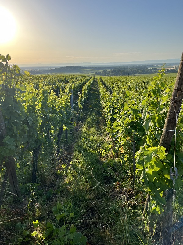 Vigne bio bien palissée au domaine Schaeffer-Woerly à Dambach-la-Ville, rangs de Riesling alignés sous le soleil d’été