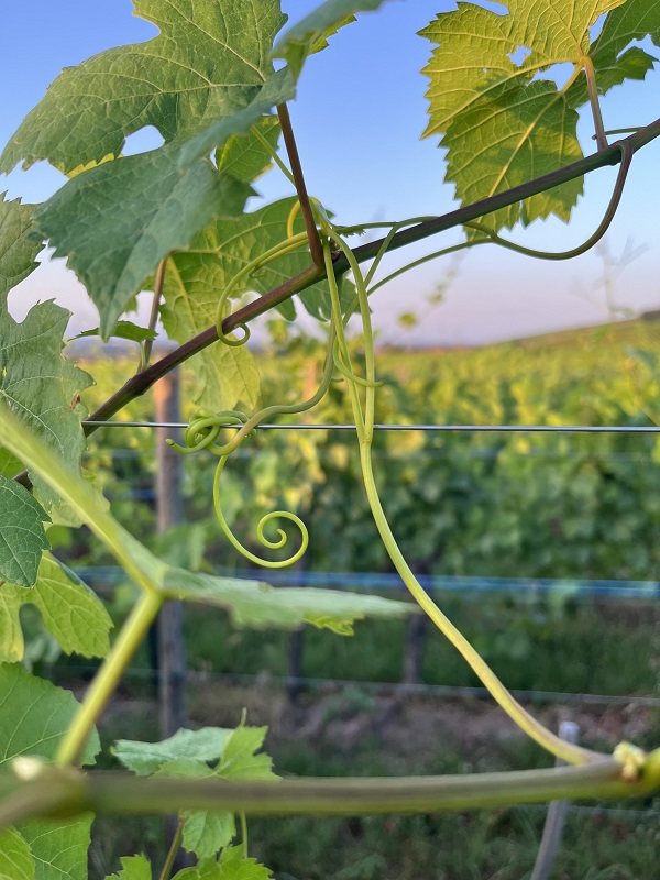 Vrille de vigne dans le vignoble bio Schaeffer-Woerly à Dambach-la-Ville avec le village en arrière-plan