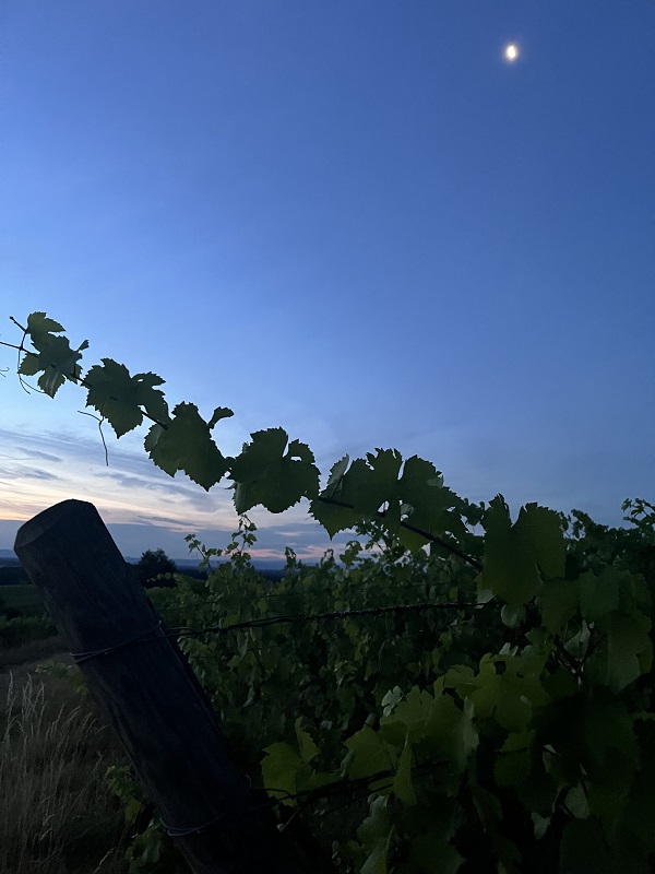 Sonnenaufgang und Mondlicht bei der Arbeit in den Weinbergen in Dambach-la-Ville