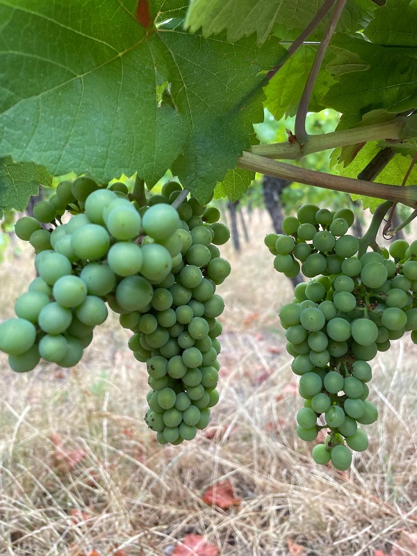 Close-up of green, unripe Pinot Gris grape bunches on the vine before veraison in Alsace