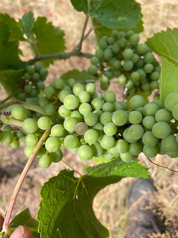 Première baie de raisin en pleine véraison dans le vignoble du Domaine Schaeffer-Woerly à Dambach-la-Ville.