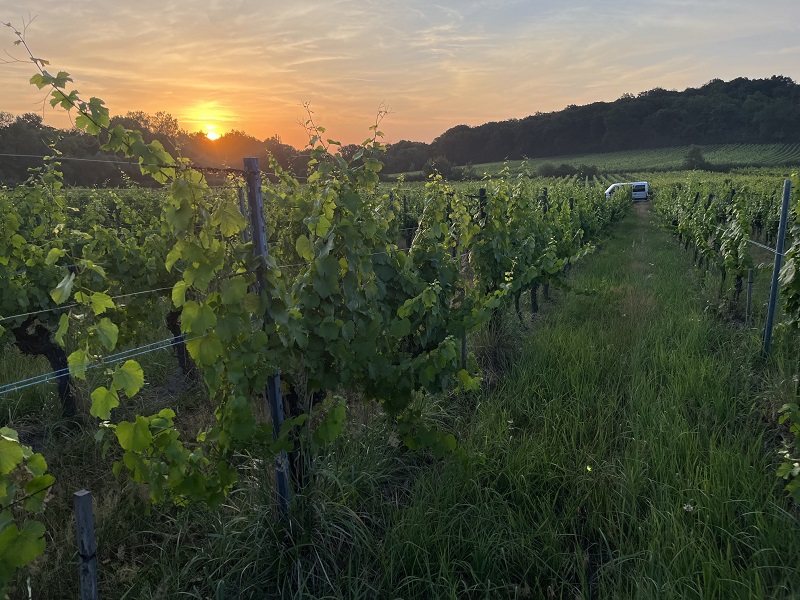 Sonnenaufgang über den Weinbergen im Elsass, Beginn der frühmorgendlichen Arbeit bei der Domaine Schaeffer-Woerly.