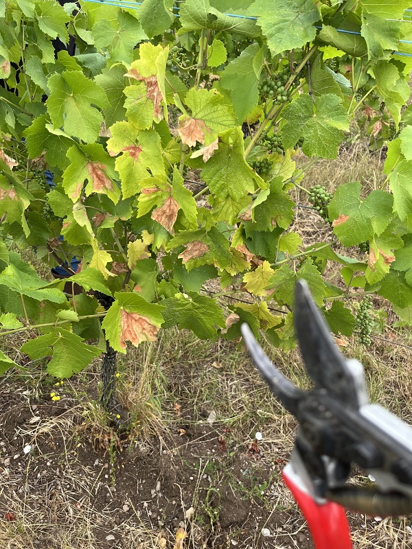 Sonnenverbrannte Weinblätter während der Hitzewelle im elsässischen Weinberg.