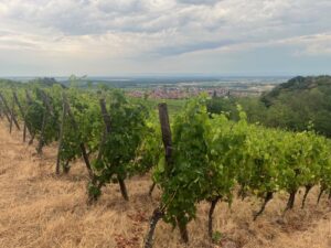 Veraison and Summer in Our Dambach-la-Ville Vineyards
