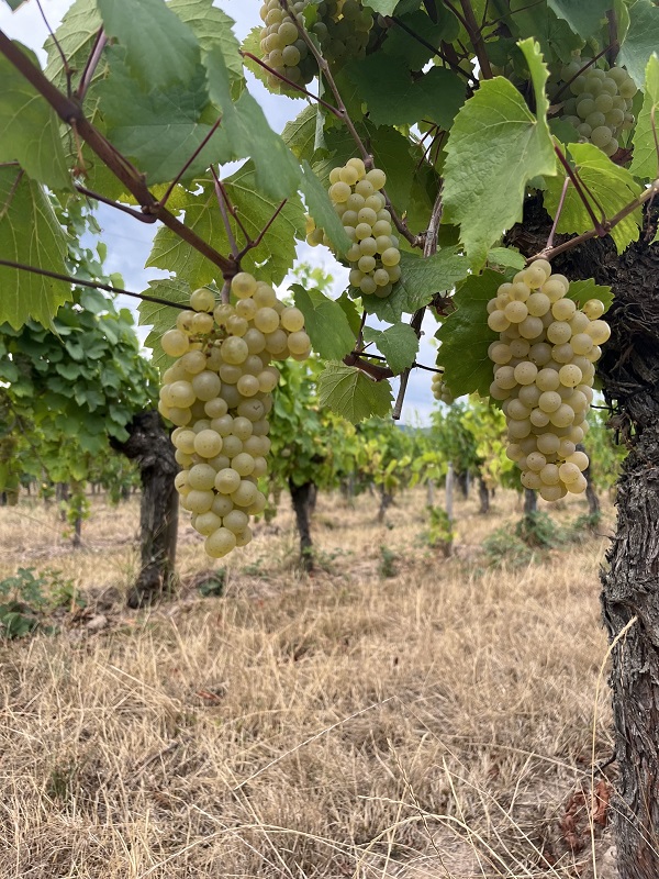 Belles grappes de raisin Auxerrois bien juteuses et arrivées à maturité sur la vigne, annonçant le début imminent des vendanges à Dambach-la-Ville.