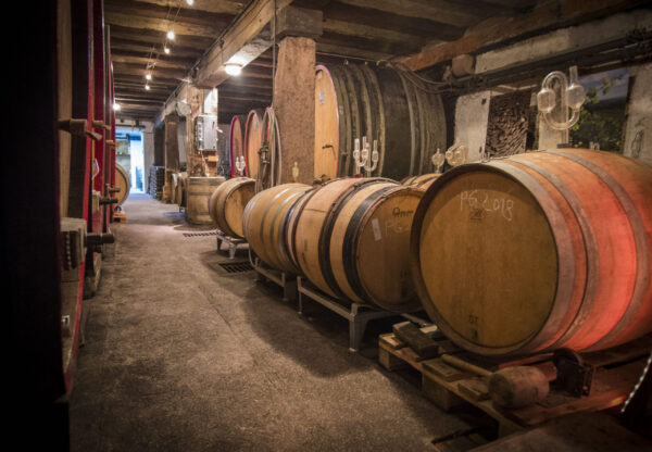 Traditional wine cellar at Domaine Schaeffer-Woerly in Alsace, featuring majestic century-old oak foudres and wooden barrels used for aging organic wines.