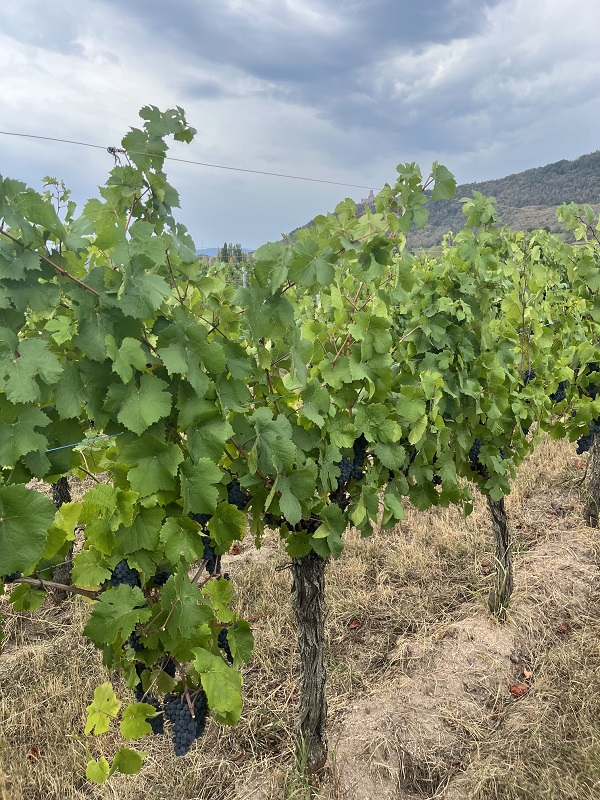 Vignes de Pinot Noir face à la sécheresse estivale avec les collines et le château de l'Ortenbourg en arrière-plan à Dambach-la-Ville.