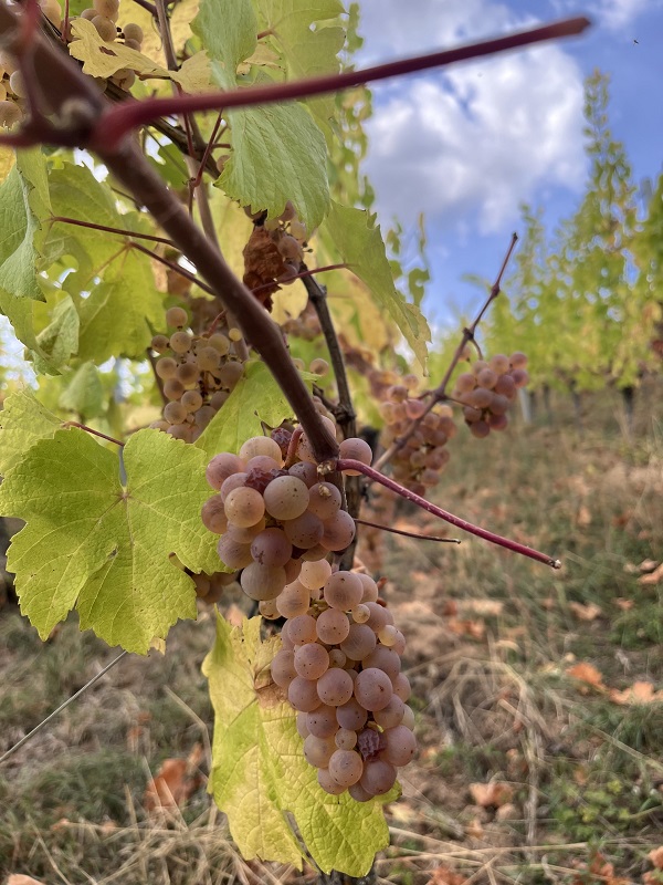 Goldene Riesling-Trauben zum Anbeißen im Bio-Weinberg Schaeffer-Woerly