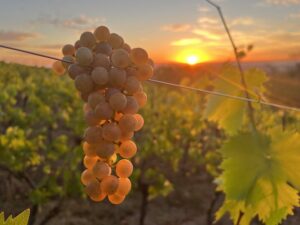 Au cœur des vendanges 2026 au Domaine Schaeffer-Woerly à Dambach-la-Ville