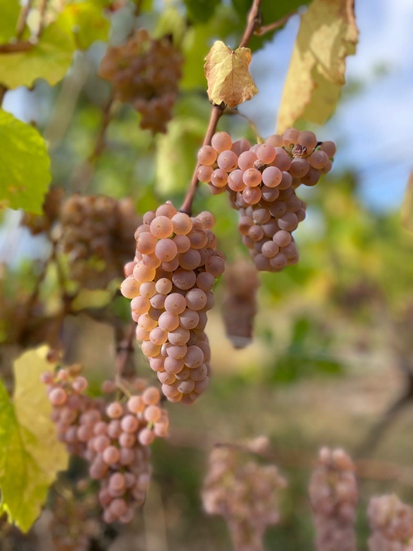 Gros plan sur de superbes grappes d'Auxerrois dorées et juteuses prêtes à être vendangées au Domaine Schaeffer-Woerly en Alsace.