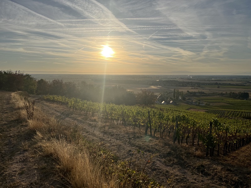 Lever de soleil déformé par les nuages matinaux au-dessus des vignes de Dambach-la-Ville.