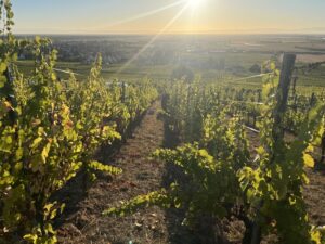 Vendanges 2026 : Grand Cru Frankstein, Terroir et Dernière Ligne Droite