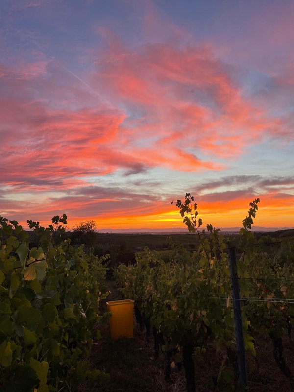 Beautiful sunrise with orange tones over the vineyards of Dambach-la-Ville during the early morning harvest to preserve grape freshness.