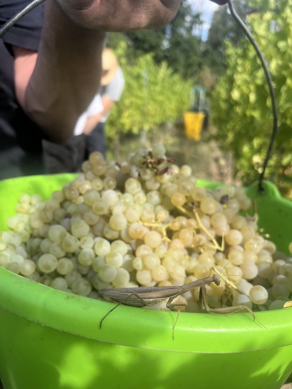 A praying mantis resting on a harvest bucket in the estate's organic vineyards.