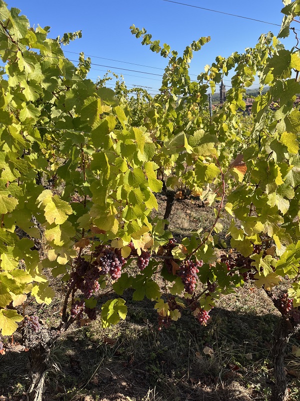 Grappes dorées de raisins Gewurztraminer Grand Cru Frankstein lors des vendanges.