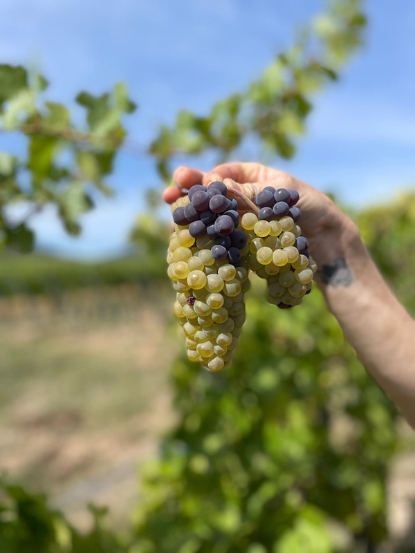 Ein stolz erhobener Arm hält eine besondere Riesling-Traube aus der Lage Breitstein, die durch natürliche Insektenbestäubung einige mutierte Pinot Gris-Beeren aufweist. Handlese beim Bio-Weingut Schaeffer-Woerly im Elsass.