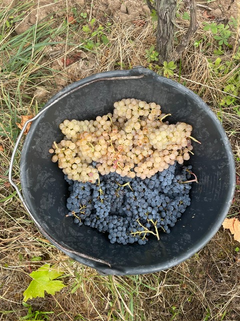 Seau de vendange rempli d'un magnifique mélange de grappes de Pinot Noir très colorées et de Riesling, récoltées sur les coteaux de Dieffenthal.