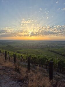 Im Herzen der Bio-Weinlese 2026 im Weingut Schaeffer-Woerly