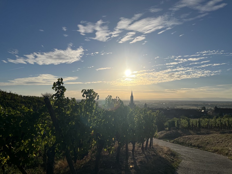 Le village de Dambach-la-Ville au réveil sous un magnifique lever de soleil sur les vignes du Domaine Schaeffer-Woerly.