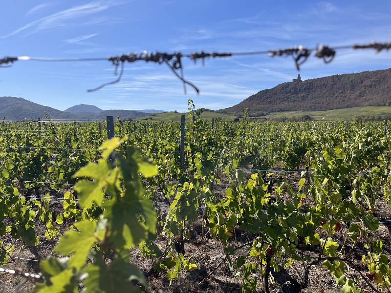 Parcelle de Gewurztraminer à Scherwiller avec vue sur le château de l'Ortenbourg et le Haut-Koenigsbourg.