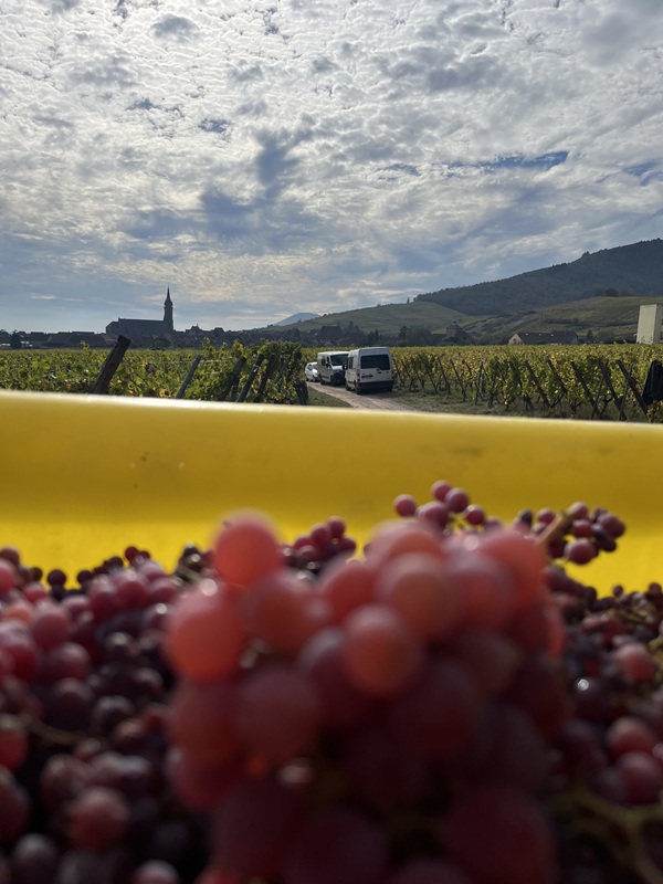Mit handgelesenen Bio-Gewurztraminer-Trauben gefüllte Lesebütte mit dem Dorf Dambach-la-Ville im Hintergrund.