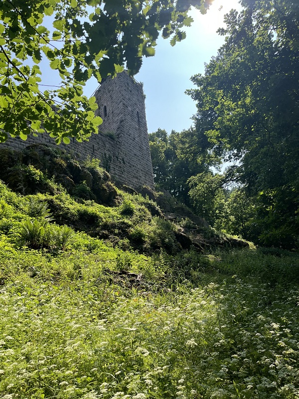 Low-angle view of the imposing Château du Bernstein, a medieval ruin overlooking the wine village of Dambach-la-Ville on the Alsace Wine Route.