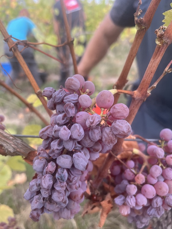 Gewurztraminer Vendanges Tardives Trauben mit von der Sonne eingetrockneten und konzentrierten Beeren am Rebstock im Elsass.