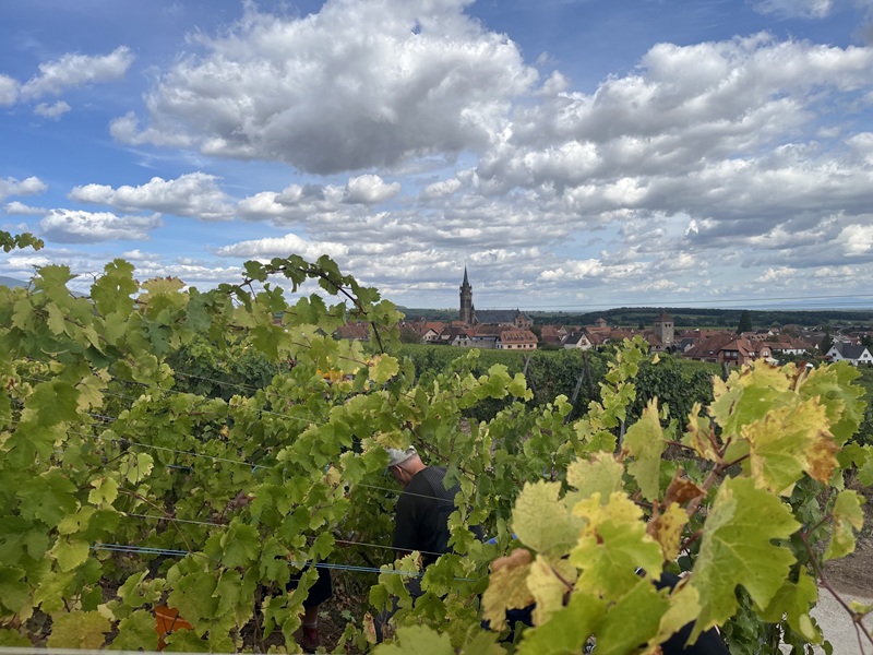 Elsässer Weinberge in leuchtenden Herbstfarben mit dem historischen Winzerdorf Dambach-la-Ville im Hintergrund.