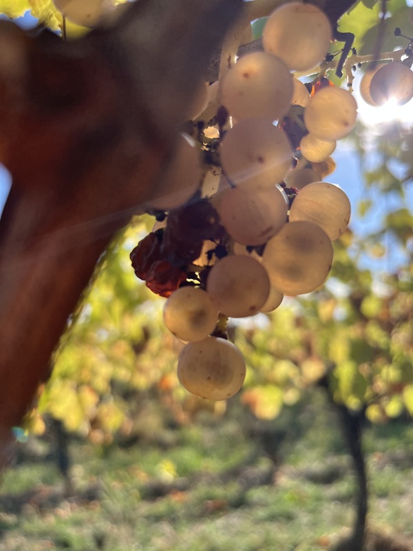 Organic Riesling Vendanges Tardives grape clusters harvested at Domaine Schaeffer-Woerly in Alsace.