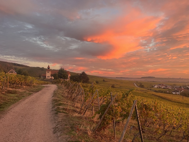 Saint-Sébastien Chapel in the vineyards of Dambach-la-Ville under a sky of pink clouds at daybreak.