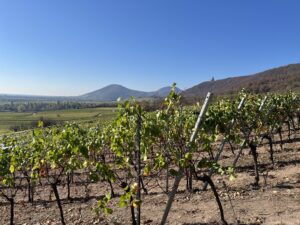 L&rsquo;automne s&rsquo;installe sur notre vignoble : fin des vendanges, géologie et terroirs granitiques